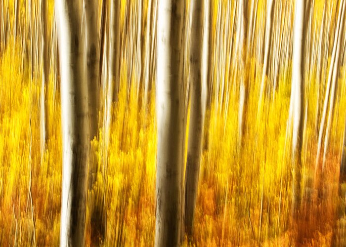 Fall Greeting Card featuring the photograph Fall Abstract #1 by Ronda Kimbrow