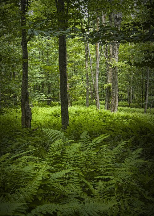 Art Greeting Card featuring the photograph Ferns in a Vermont Woodland Forest #1 by Randall Nyhof