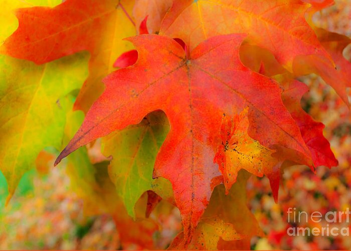 Autumn Greeting Card featuring the photograph Finale #1 by Gwyn Newcombe