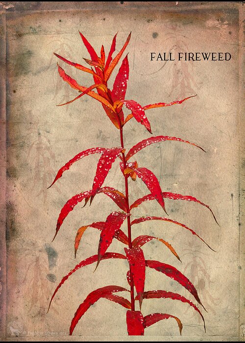 Fireweed Greeting Card featuring the photograph Fireweed by Fred Denner