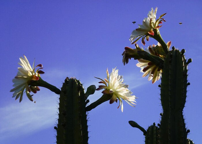 Cactus Greeting Card featuring the photograph Flowering Cactus 4 by Mariusz Kula