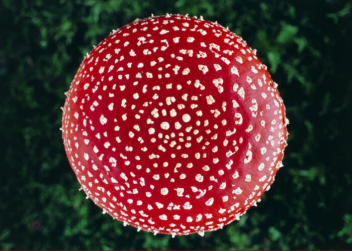 Amanita Greeting Card featuring the photograph Fly Agaric #1 by Perennou Nuridsany