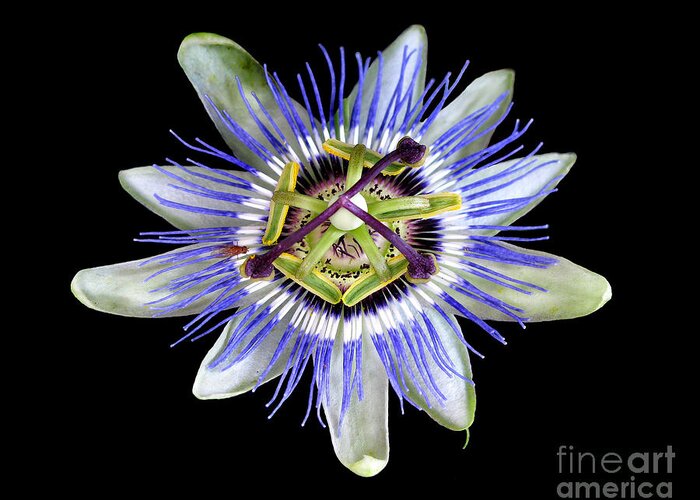 Passion Flower Greeting Card featuring the photograph Fly's Passion by Jennie Breeze