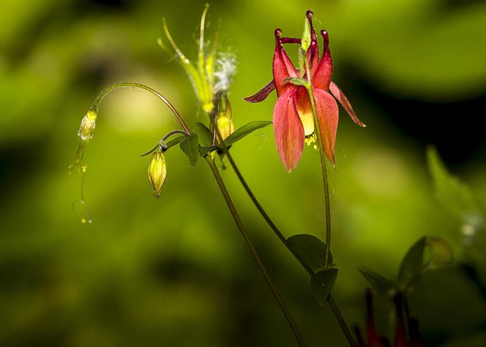 Beautiful Greeting Card featuring the photograph Forest Columbine #2 by Jack R Perry