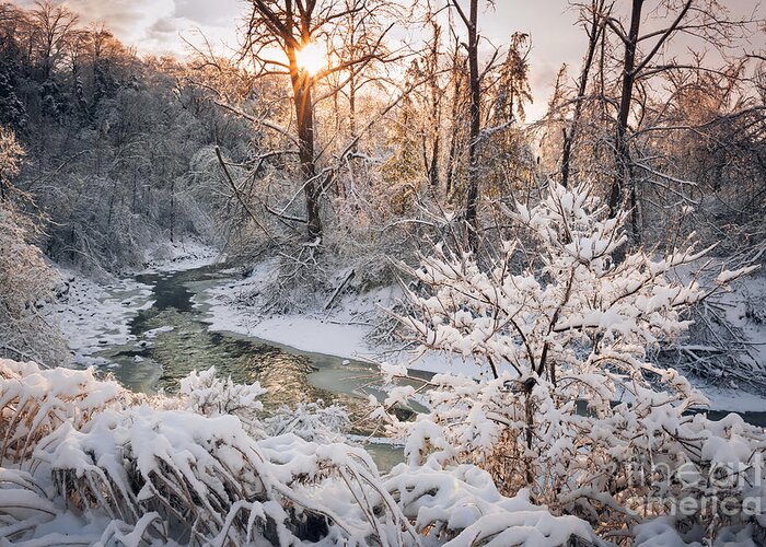 Winter Greeting Card featuring the photograph Forest creek after winter storm 4 by Elena Elisseeva