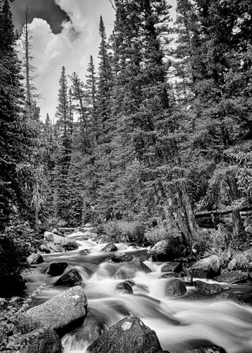 Mountain Stream Greeting Card featuring the photograph Forest Stream in Black and White #2 by James BO Insogna