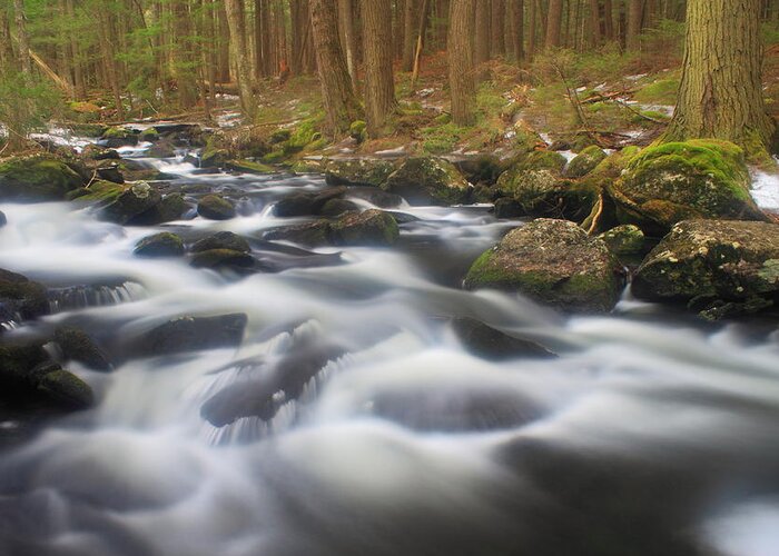 Hemlock Greeting Card featuring the photograph Forest Stream in Spring #1 by John Burk