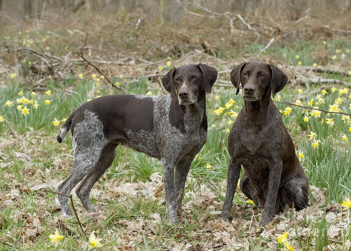 Dog Greeting Card featuring the photograph German Short-haired Pointers by John Daniels