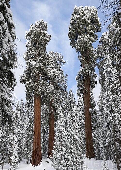 Giant Sequoia Greeting Card featuring the photograph Giant Sequoias #1 by Gregory G. Dimijian, M.D.