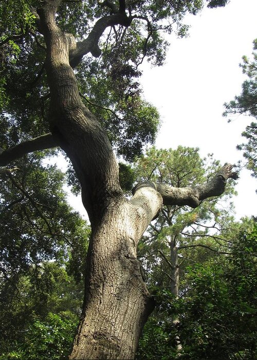 Tree Greeting Card featuring the photograph Gnarled Tree 2 by Cathy Lindsey