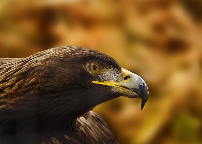 Animal Greeting Card featuring the photograph Golden Eagle #1 by Brian Cross