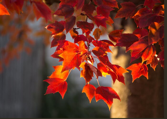 Autumn Leaves Greeting Card featuring the photograph Golden Hour #1 by Cathy Donohoue