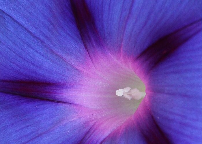 Morning Glory Greeting Card featuring the photograph Goodmorning #1 by Deena Withycombe