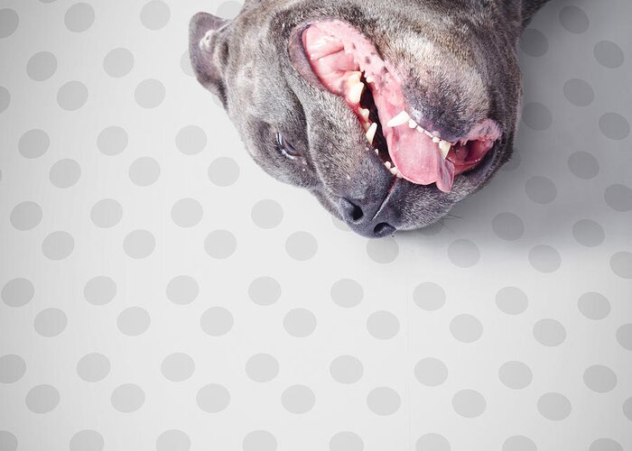 Dogs Greeting Card featuring the photograph Goofy blue staffie lying on his back by Jorgo Photography
