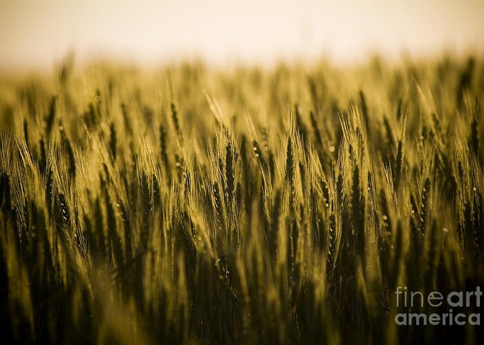 Lined Yellow Paper Photograph by THP Creative - Fine Art America