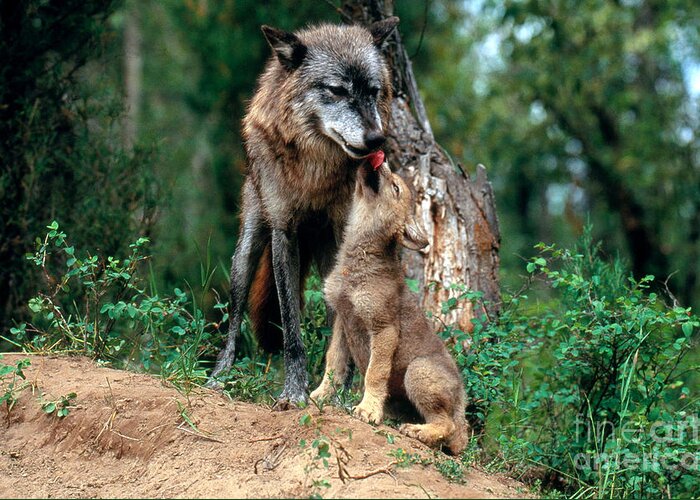 Gray Wolf Greeting Card featuring the photograph Gray Wolf With Pup #1 by Art Wolfe
