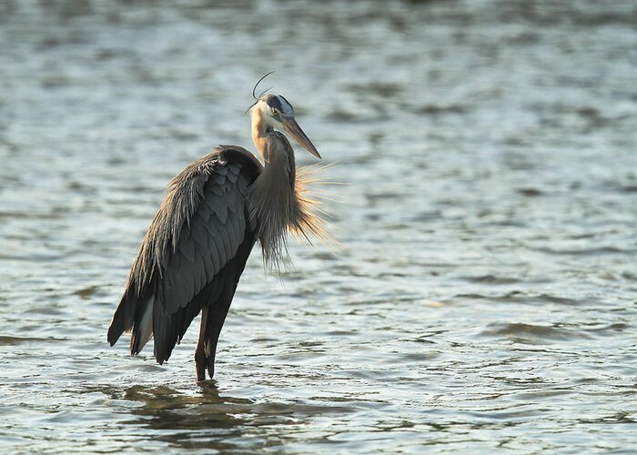 Great Blue Heron Greeting Card featuring the photograph Great Blue Heron #1 by Doug McPherson