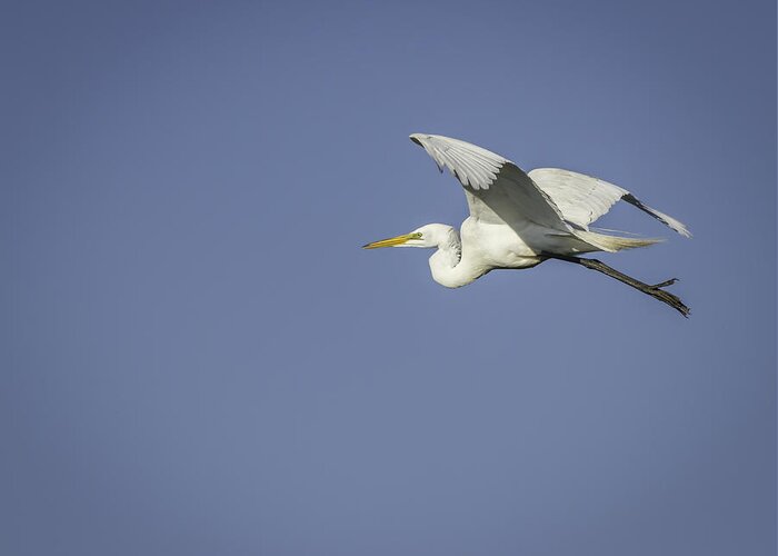  Greeting Card featuring the photograph Great Egret In Flight by Thomas Young