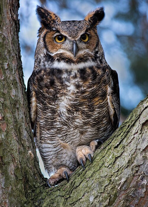 Great Horned Owl Greeting Card featuring the photograph Great Horned Owl by Dale Kincaid