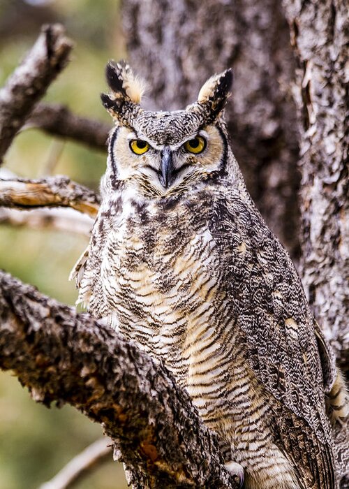 Animal Greeting Card featuring the photograph Great Horned Owl #1 by Teri Virbickis