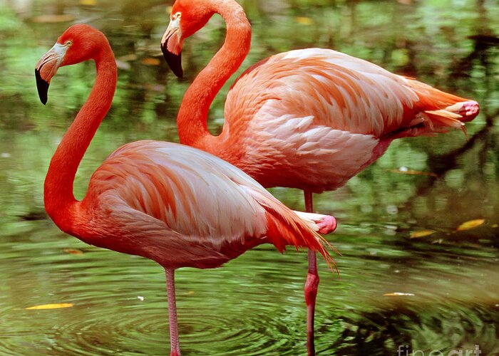 Animal Greeting Card featuring the photograph Greater Flamingoes by Millard H Sharp