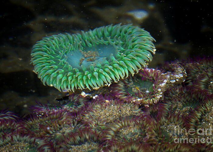 Sea Anemone Greeting Card featuring the photograph Green Anemone #1 by Carrie Cranwill