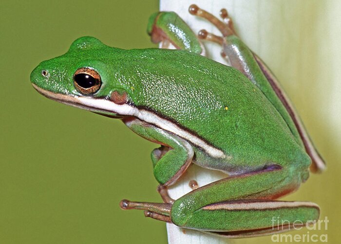 Green Tree Frog Greeting Card featuring the photograph Green Treefrog #1 by Millard H Sharp