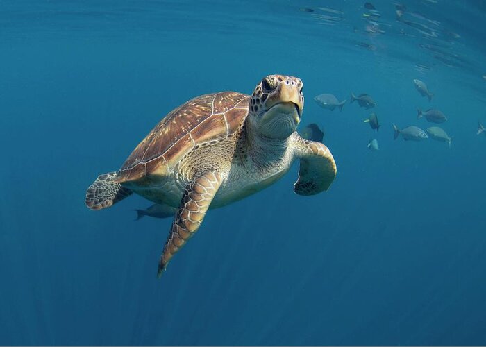 Chelonia Mydas Greeting Card featuring the photograph Green Turtle Swimming #1 by Peter Scoones/science Photo Library