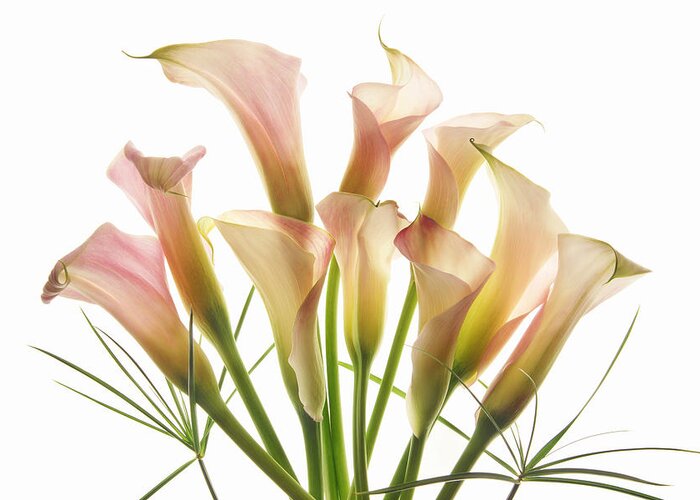 Calla Lilies Greeting Card featuring the photograph Greet the Day #1 by Leda Robertson