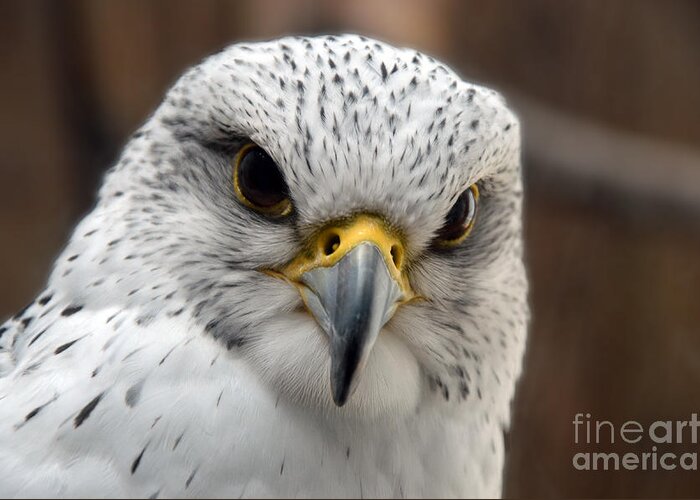 Gryfalcon Greeting Card featuring the photograph Gryfalcon close up #1 by Frank Larkin