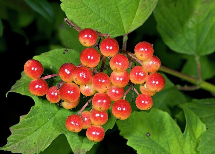 No-one Greeting Card featuring the photograph Guelder Rose (viburnum Opulus) In Fruit #1 by Bob Gibbons