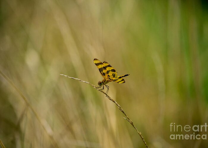 Halloween Greeting Card featuring the photograph Halloween Pennant Dragonfly #2 by Angela DeFrias