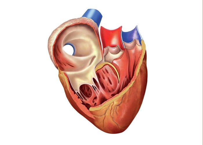 Anatomy Greeting Card featuring the photograph Heart Atrium And Ventricle #1 by Asklepios Medical Atlas