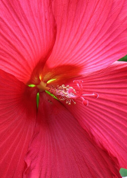 Hibiscus Greeting Card featuring the photograph Hibiscus #1 by Jennifer Wheatley Wolf