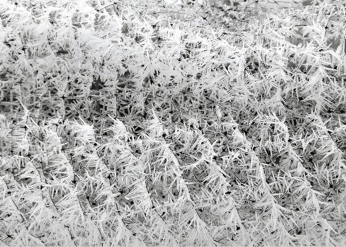 Hoarfrost 14 Greeting Card featuring the photograph Hoarfrost 14 #1 by Will Borden