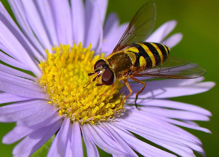 Yellow Jacket Greeting Card featuring the photograph Hoverfly on Robin's Plantain by Ken Stampfer