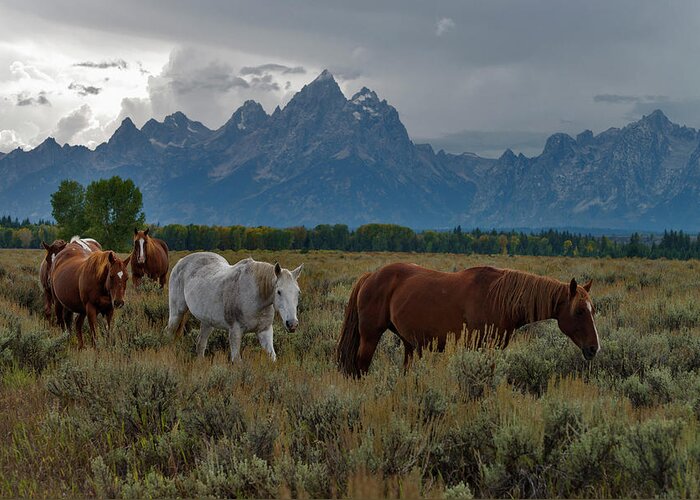Horse Greeting Card featuring the photograph Horses In Grand Teton National Park #1 by Mark Newman