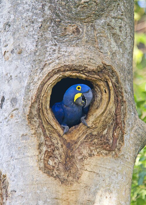 Hyacinth Macaw Greeting Card featuring the photograph Hyacinth Macaw #1 by M. Watson