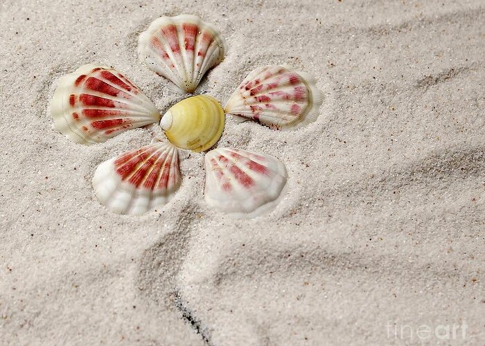 Shells Greeting Card featuring the photograph I See Yellow by Karin Pinkham
