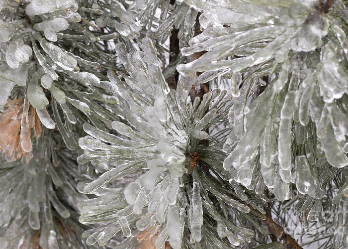 Ice Greeting Card featuring the photograph Ice on pine branches #1 by Blink Images