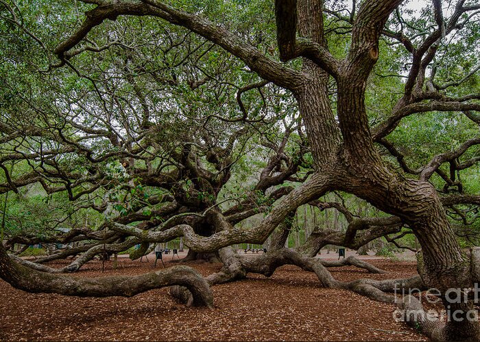 Angel Oak Tree Greeting Card featuring the photograph Island Tree #2 by Dale Powell