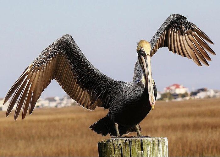 Pelican Greeting Card featuring the photograph I've Arrived #1 by Paulette Thomas