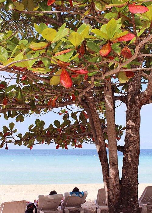 Tree Greeting Card featuring the photograph Jamaican Day #1 by Samantha Delory