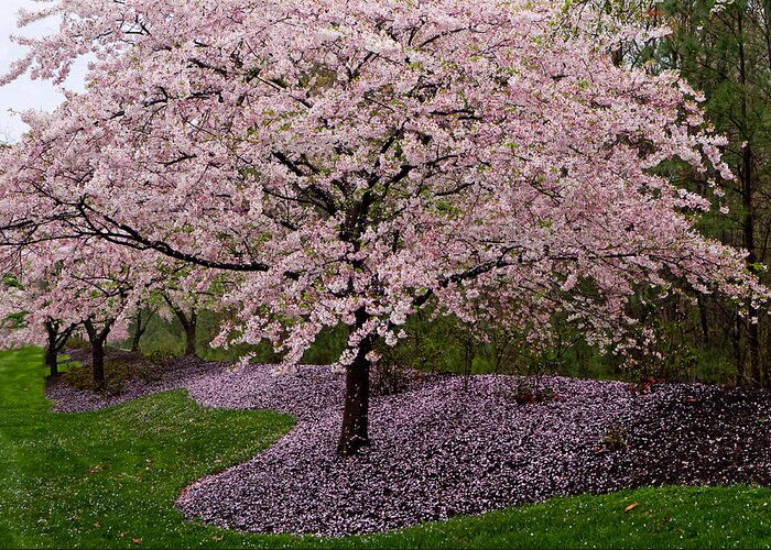 Canon Boulevard Greeting Card featuring the photograph Japanese Cherry Tree #1 by Jerry Gammon