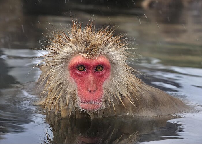 Thomas Marent Greeting Card featuring the photograph Japanese Macaque In Hot Spring #1 by Thomas Marent
