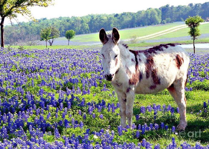 Bluebonnets Greeting Card featuring the photograph Jesus Donkey In Bluebonnets #1 by Linda Cox