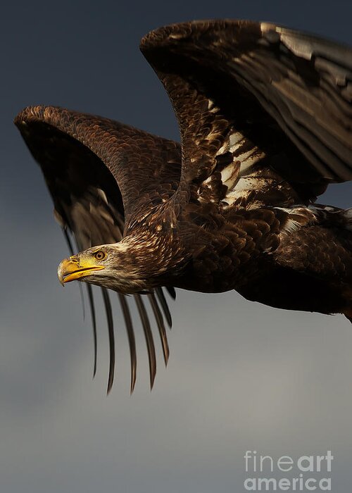 Juvenile Greeting Card featuring the photograph Juvenile bald eagle in flight #2 by Nick Biemans