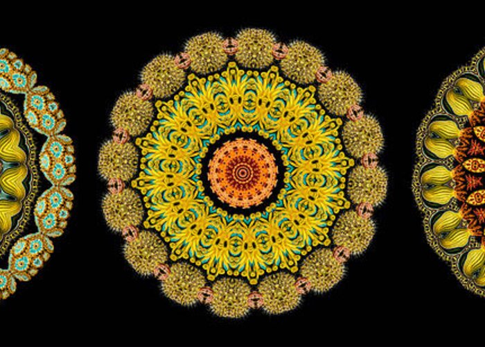 Ernst Haeckel Greeting Card featuring the photograph Kaleidoscope Ernst Haeckl Sea Life Series Triptych #1 by Amy Cicconi