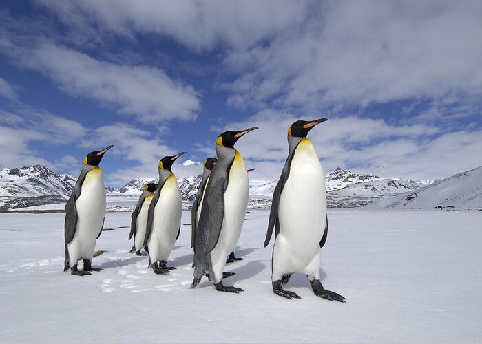 Flpa Greeting Card featuring the photograph King Penguins St Andrews Bay, South #1 by Malcolm Schuyl