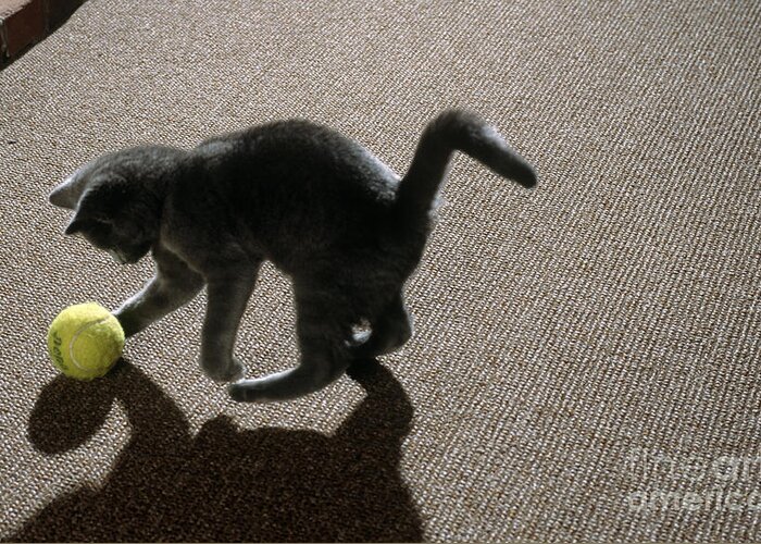 Kitten Greeting Card featuring the photograph Kitten Playing With Ball #1 by James L. Amos